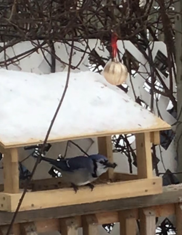 Geai bleu - ML614145178