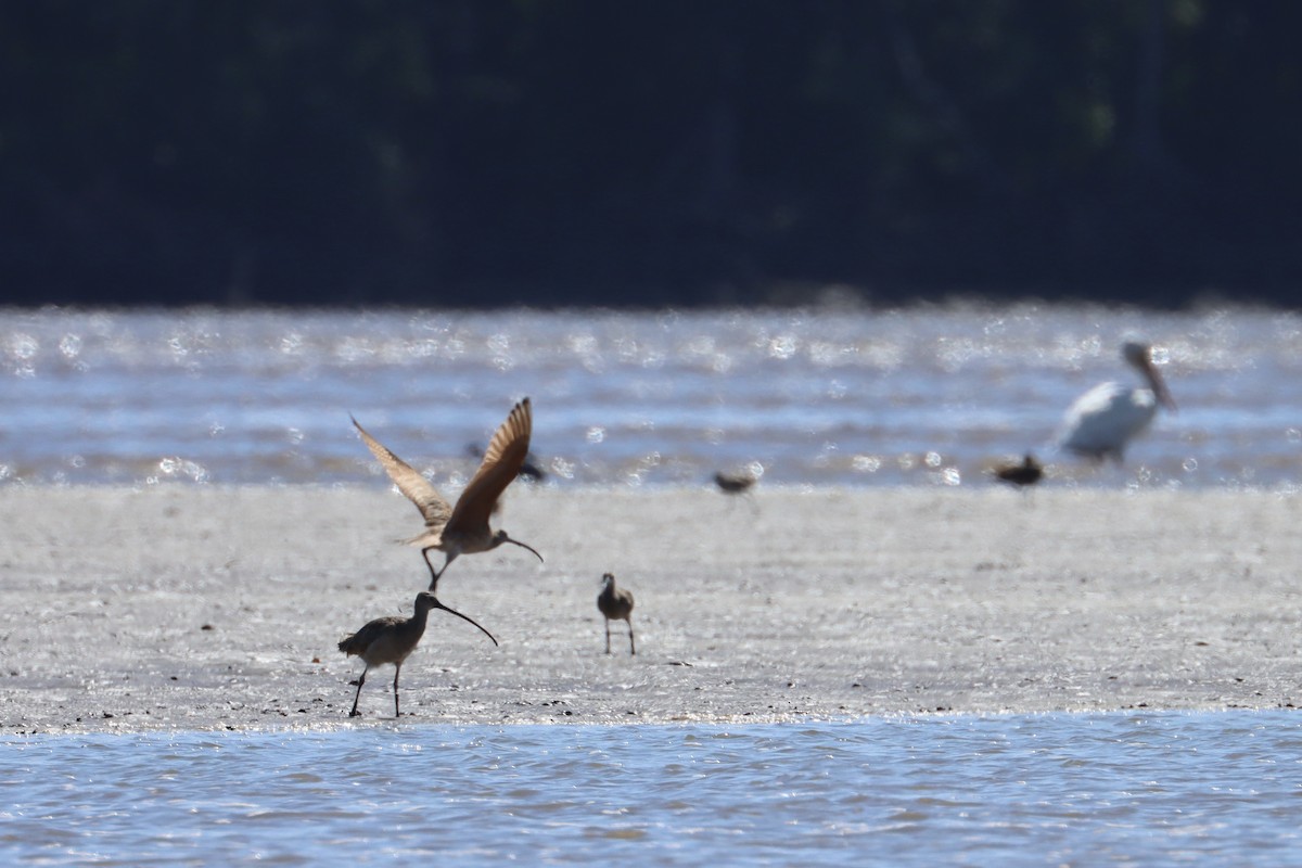 Long-billed Curlew - ML614145185