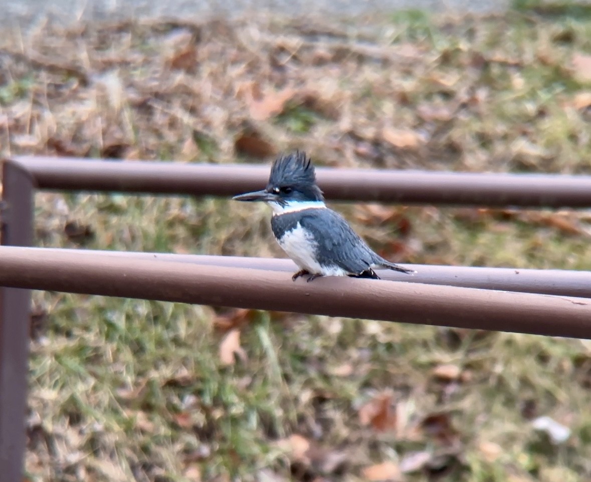 Belted Kingfisher - ML614145191
