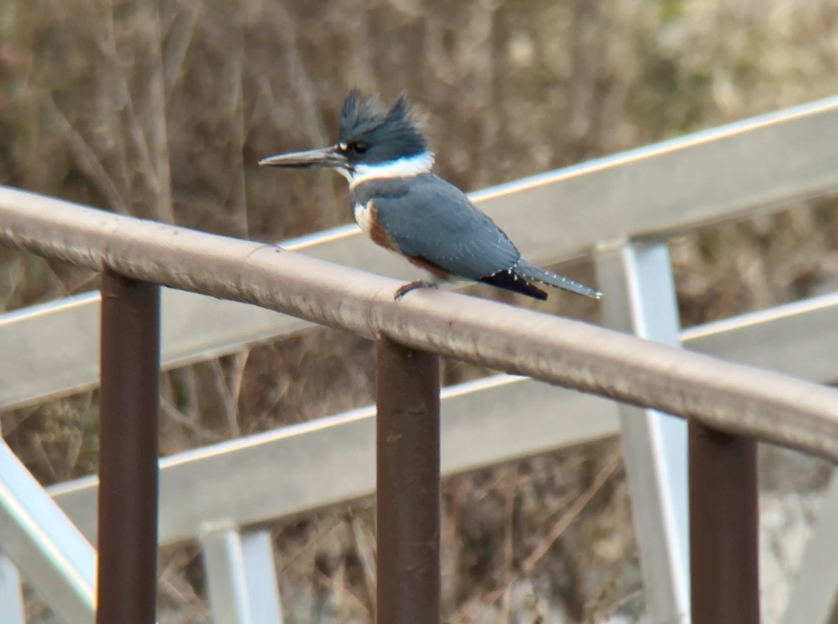Belted Kingfisher - ML614145192