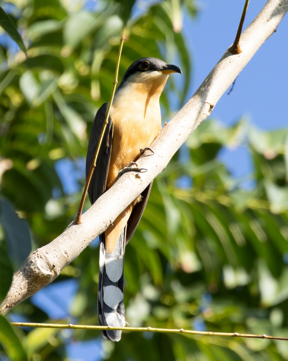 Mangrove Cuckoo - ML614145231