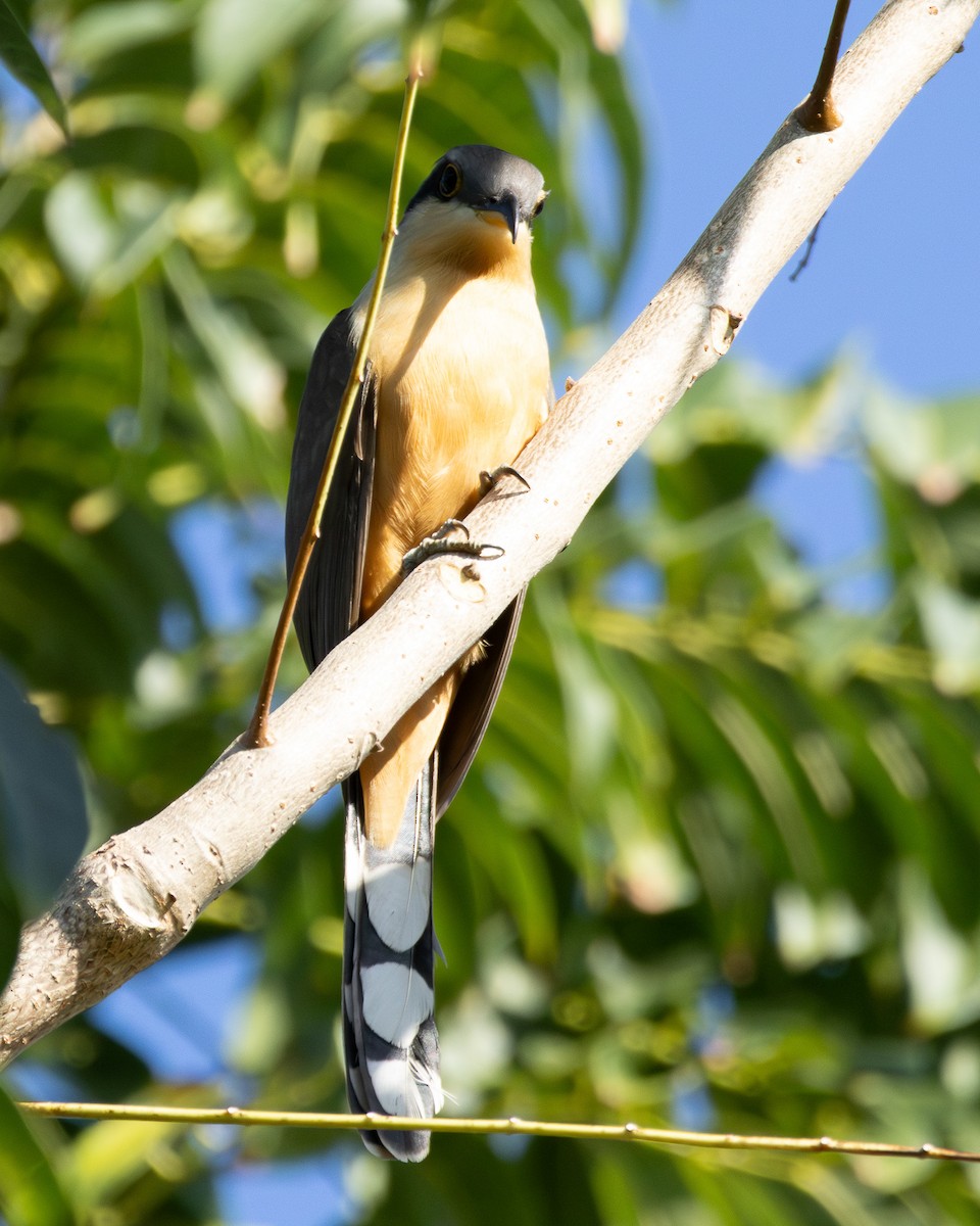 Mangrove Cuckoo - ML614145261