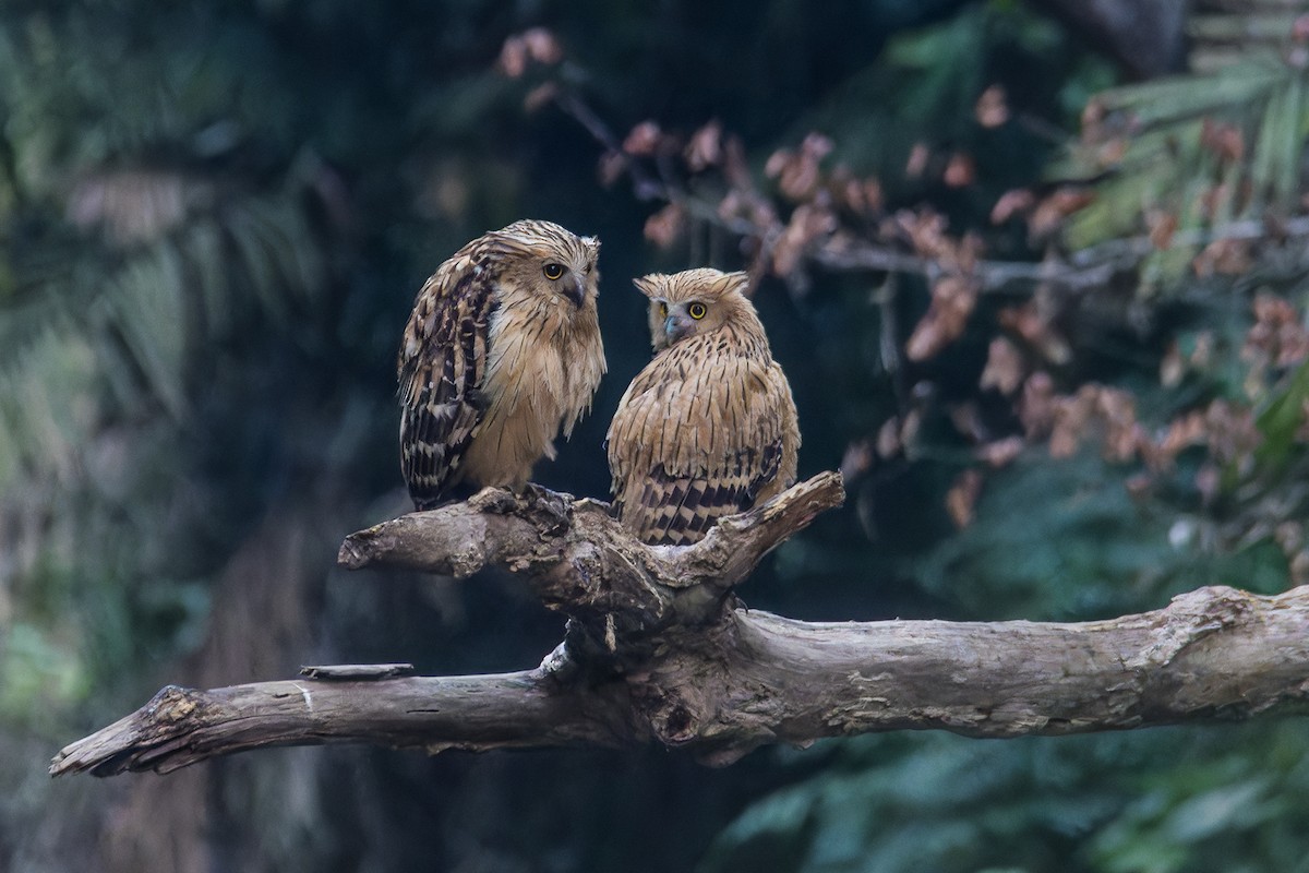 Buffy Fish-Owl - Wich’yanan Limparungpatthanakij