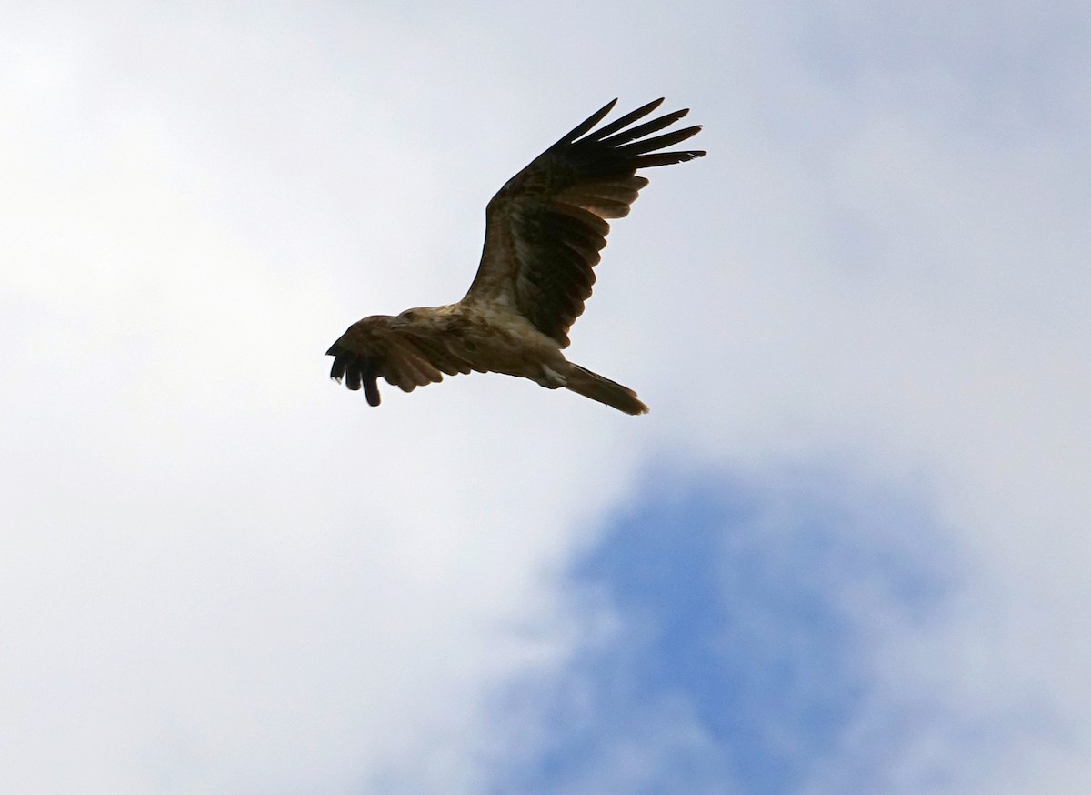 Whistling Kite - ML614145471