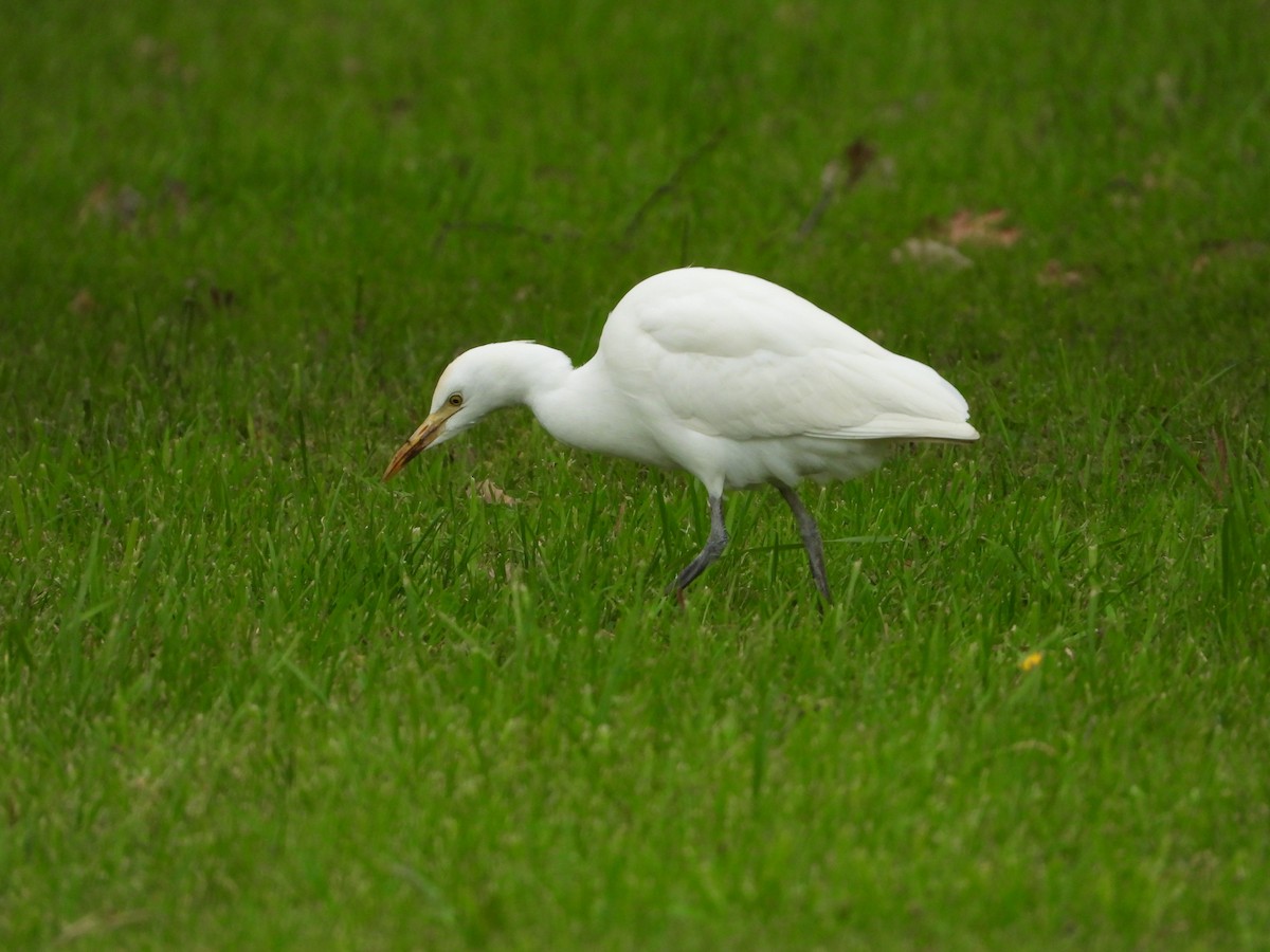 Western Cattle Egret - ML614145473