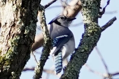 Blue Jay - ML614145512