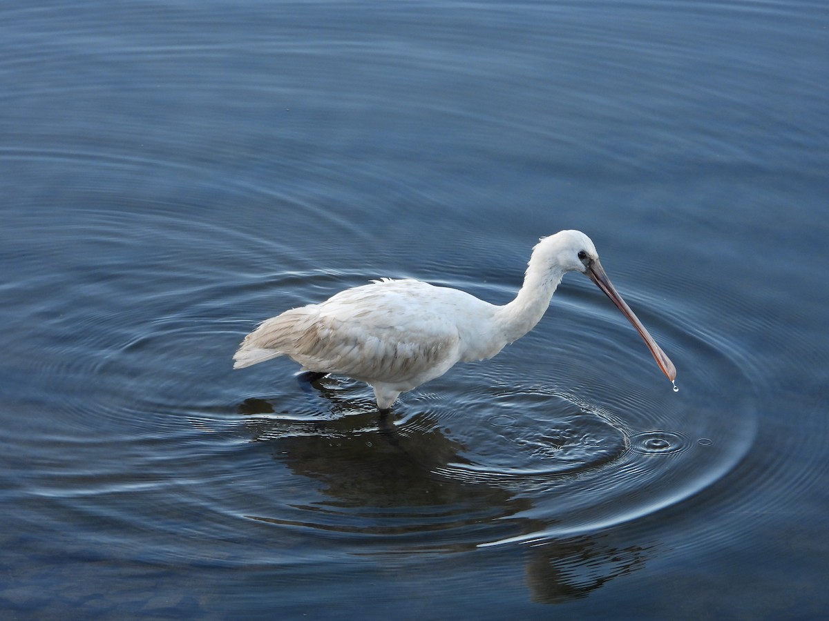 Eurasian Spoonbill - ML614145526