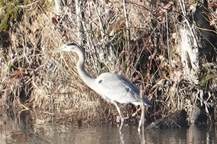 Great Blue Heron - ML614145540