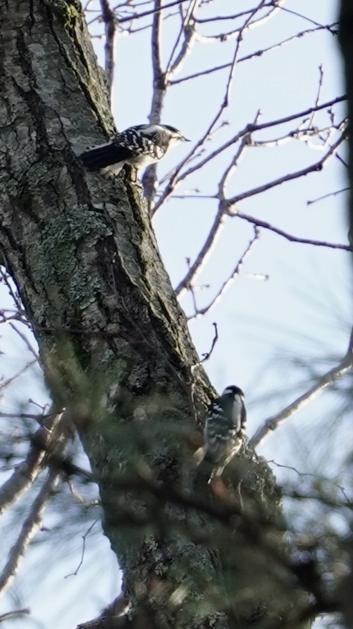 Downy Woodpecker - ML614145556