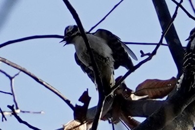 Downy Woodpecker - ML614145557