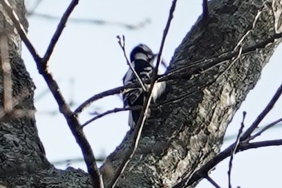 Downy Woodpecker - ML614145558