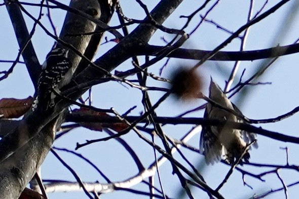 Downy Woodpecker - ML614145559