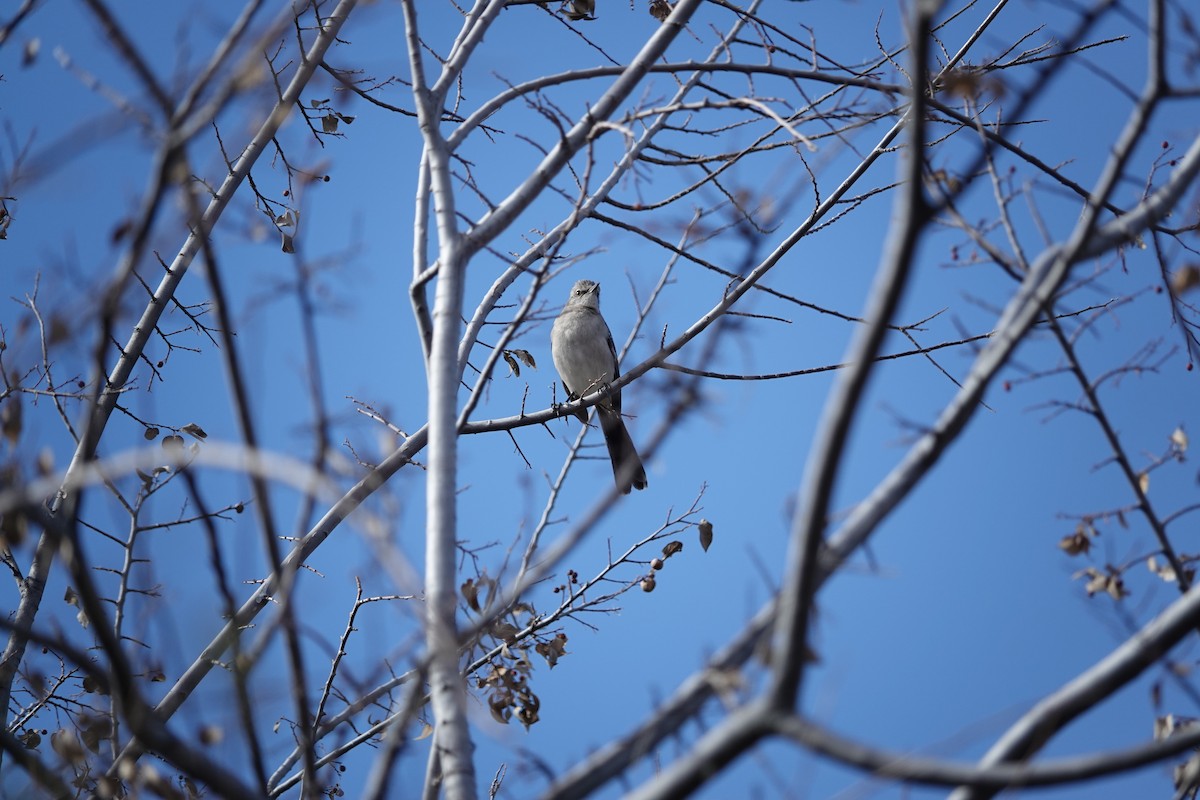 Northern Mockingbird - ML614145560