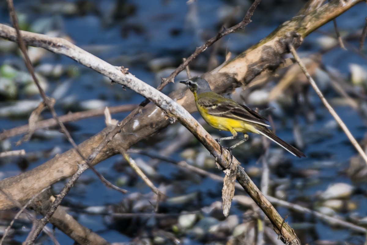 Western Yellow Wagtail - ML614145561