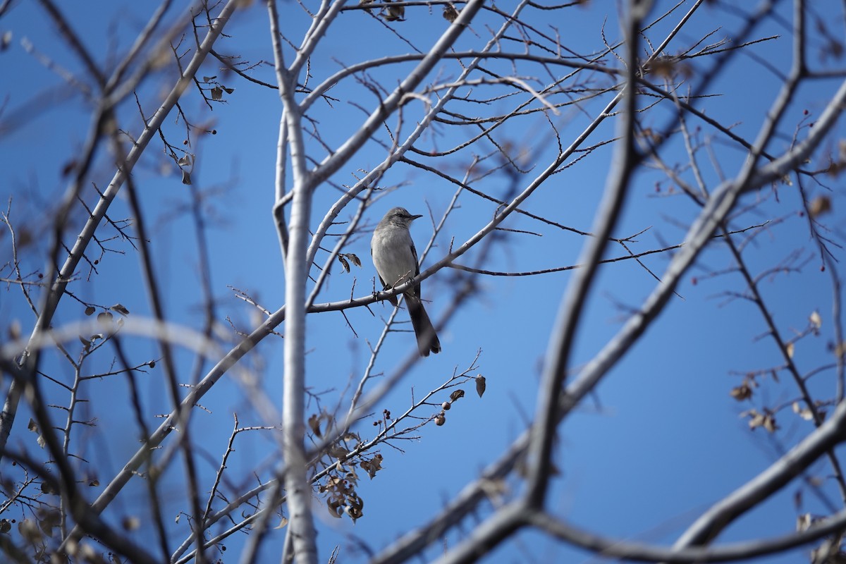 Northern Mockingbird - ML614145562