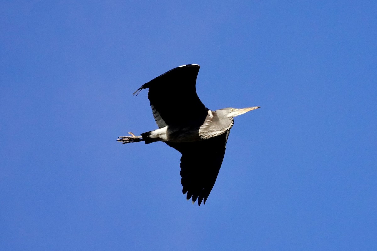 Gray Heron - ML614145566