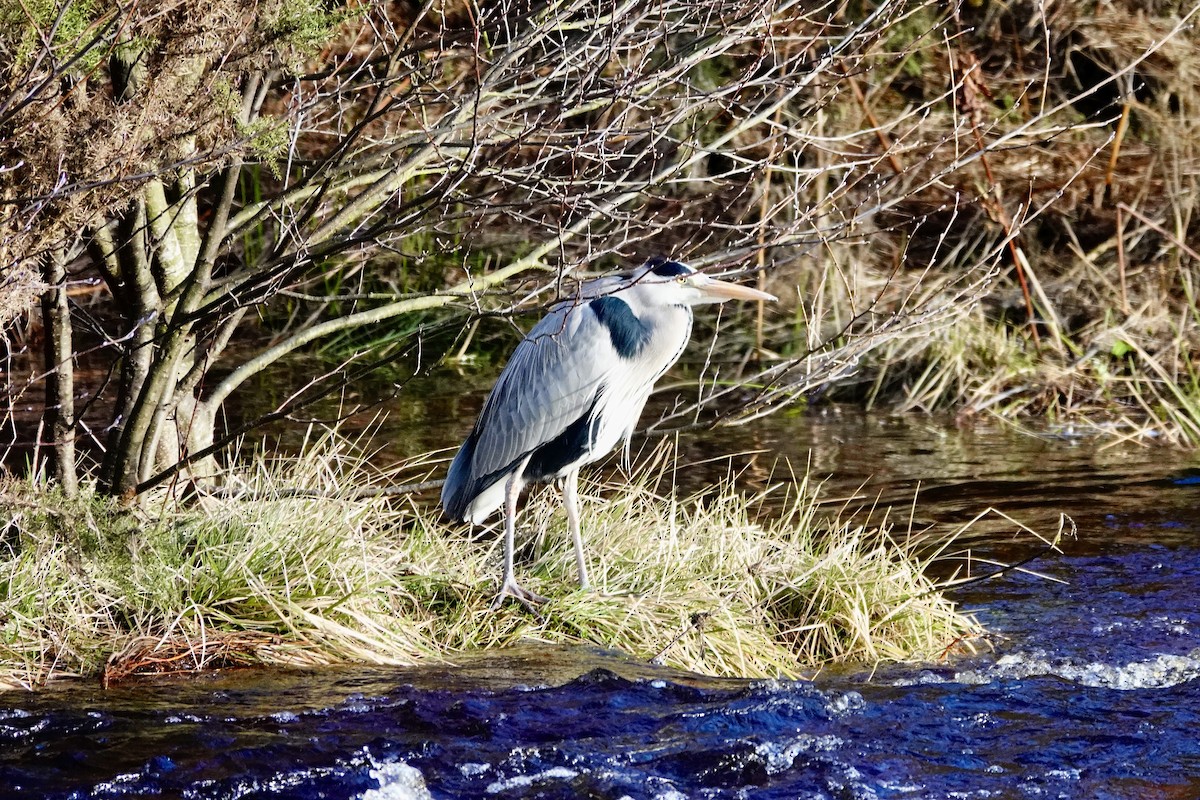 Gray Heron - ML614145567