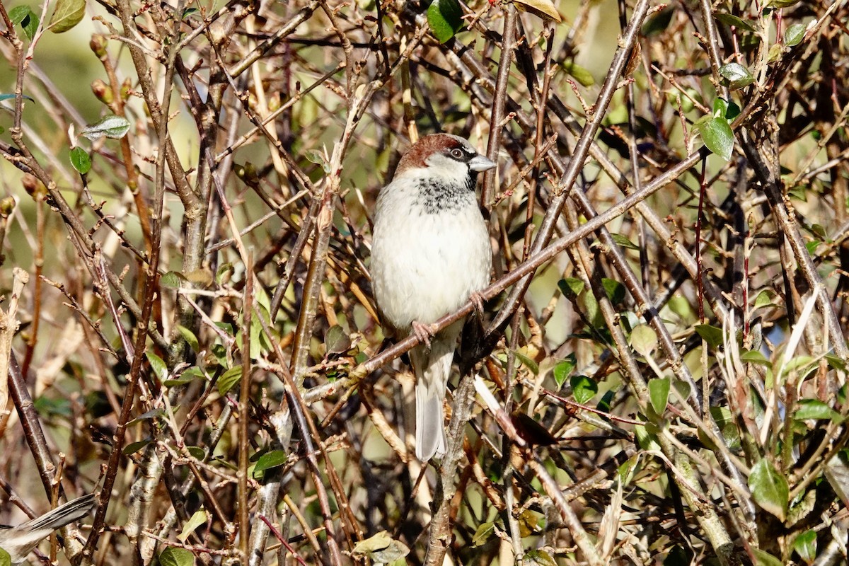 House Sparrow - ML614145572