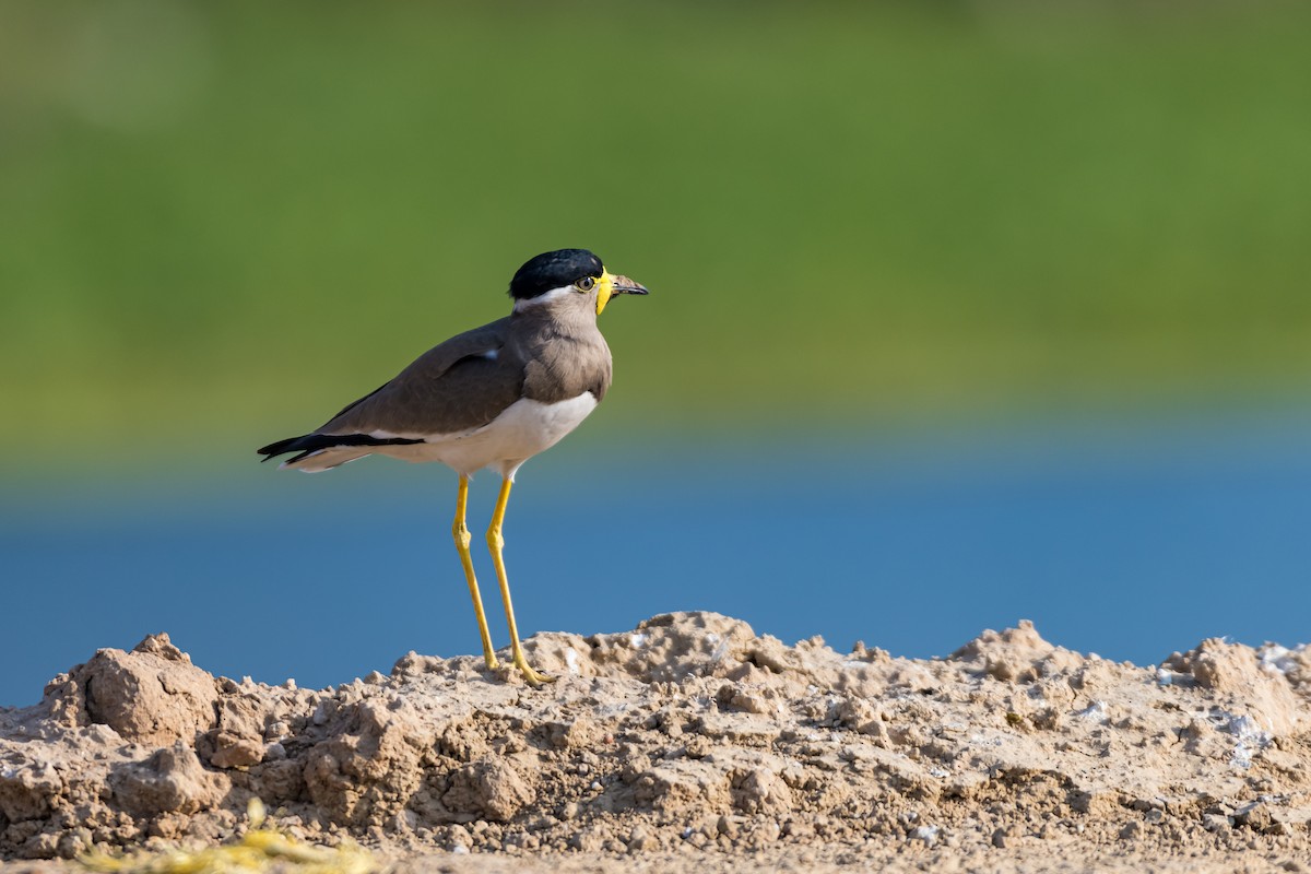 Yellow-wattled Lapwing - ML614145580