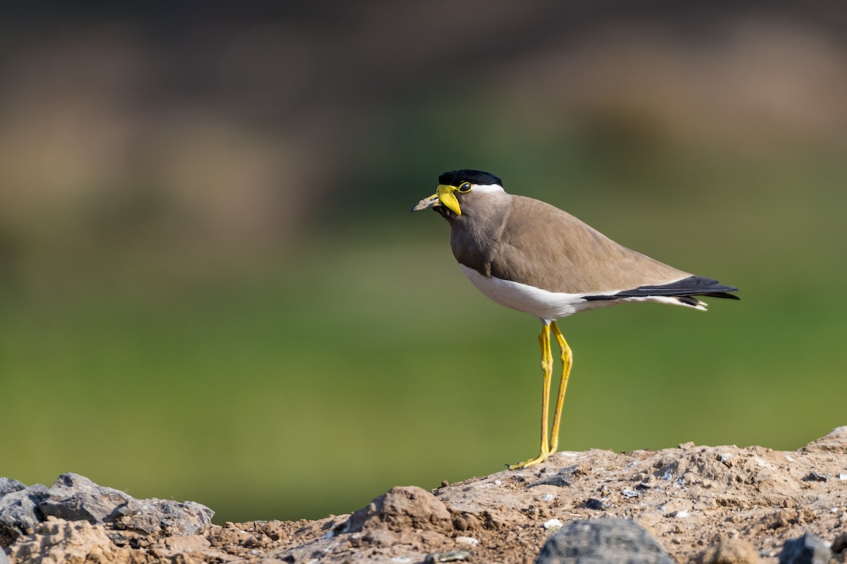 Yellow-wattled Lapwing - ML614145581