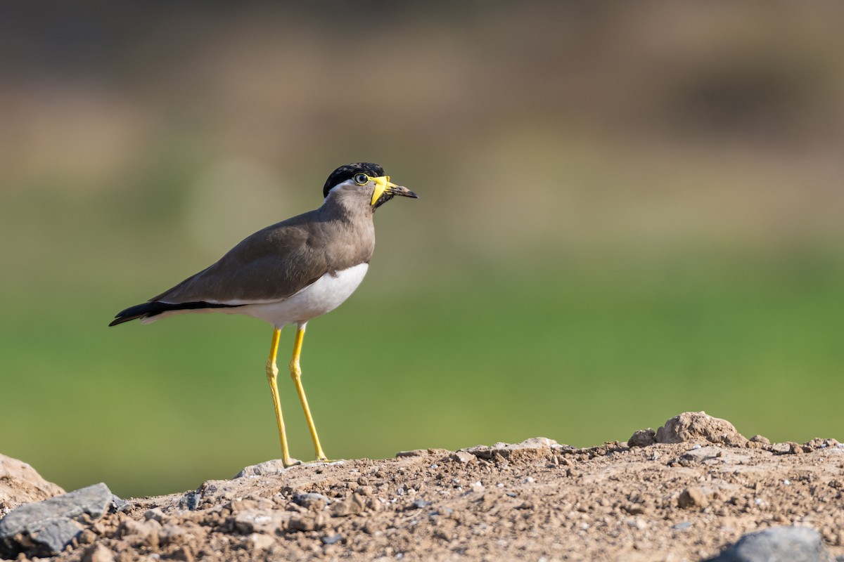 Yellow-wattled Lapwing - ML614145584