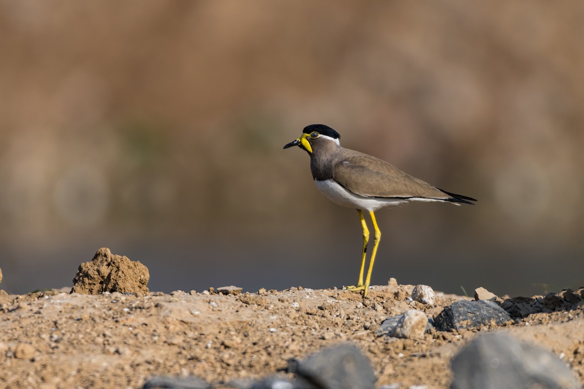 Yellow-wattled Lapwing - ML614145586