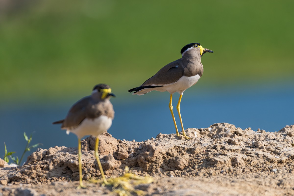 Yellow-wattled Lapwing - ML614145589