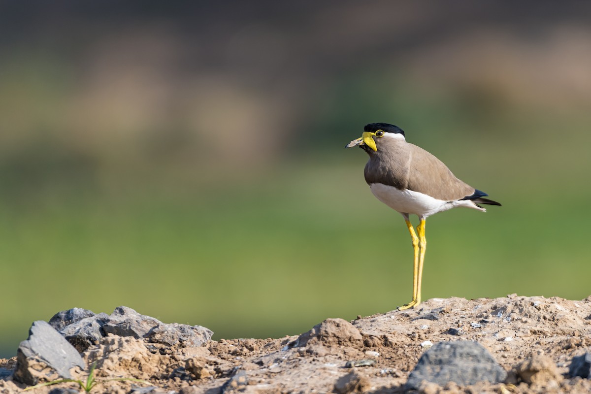 Yellow-wattled Lapwing - ML614145590