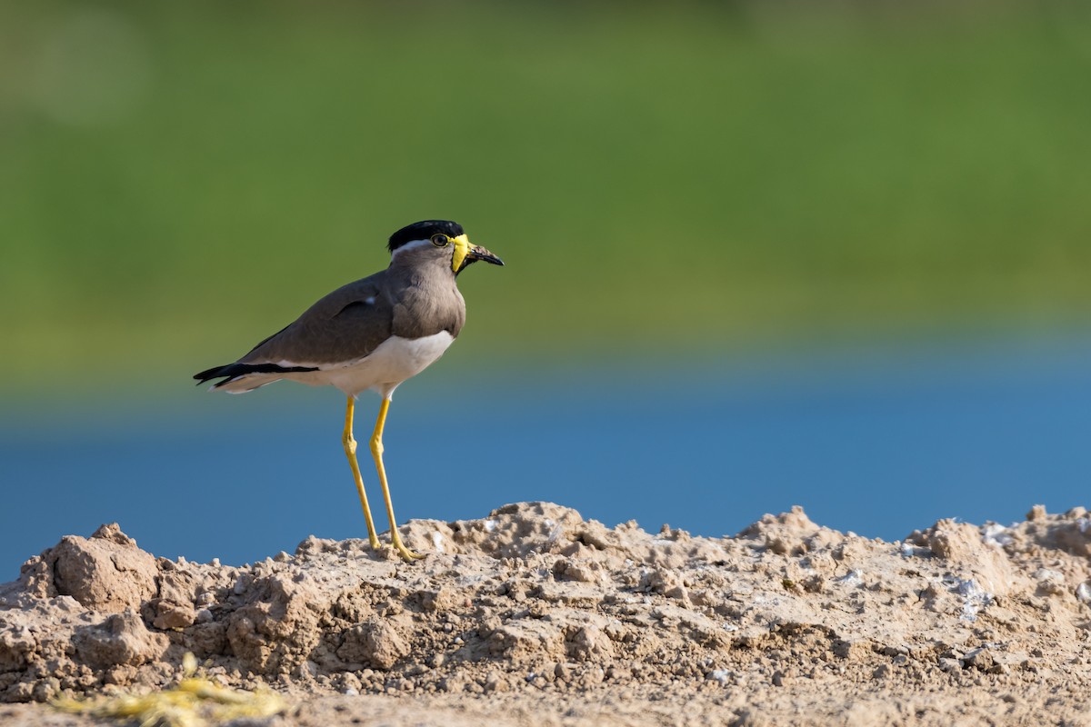 Yellow-wattled Lapwing - ML614145592