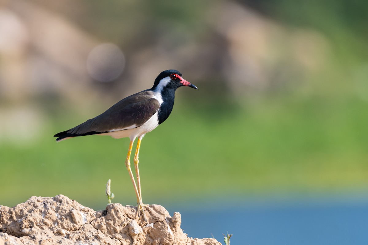 Red-wattled Lapwing - ML614145598