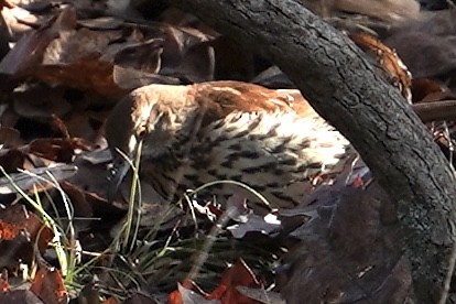 Brown Thrasher - ML614145640