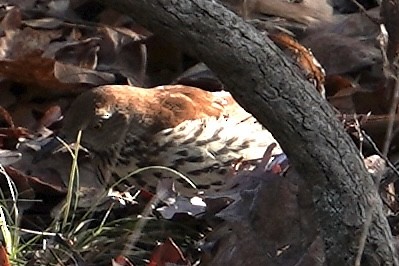 Brown Thrasher - ML614145641