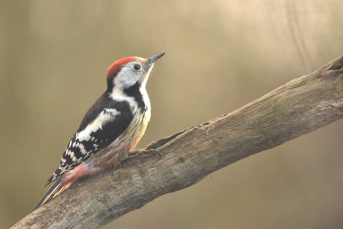 Middle Spotted Woodpecker - ML614145660