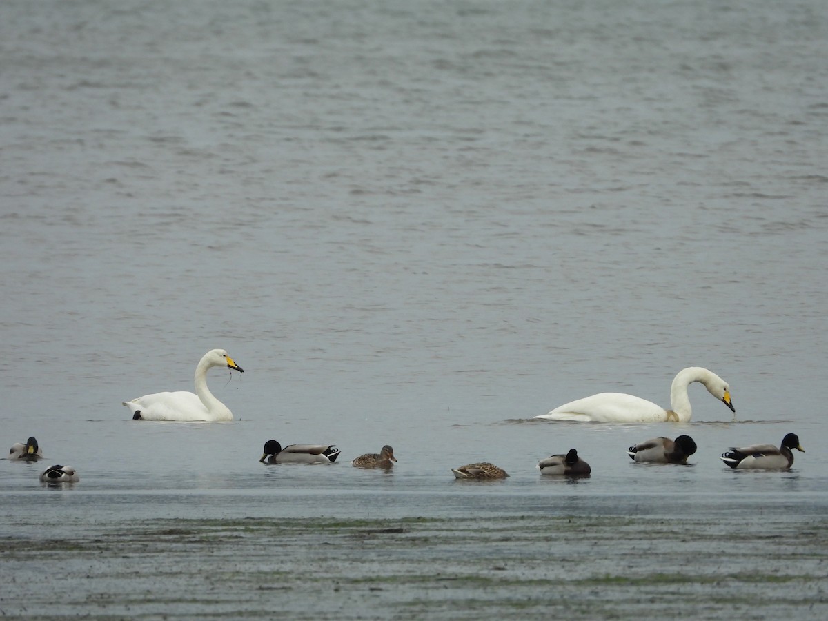 Whooper Swan - Anonymous