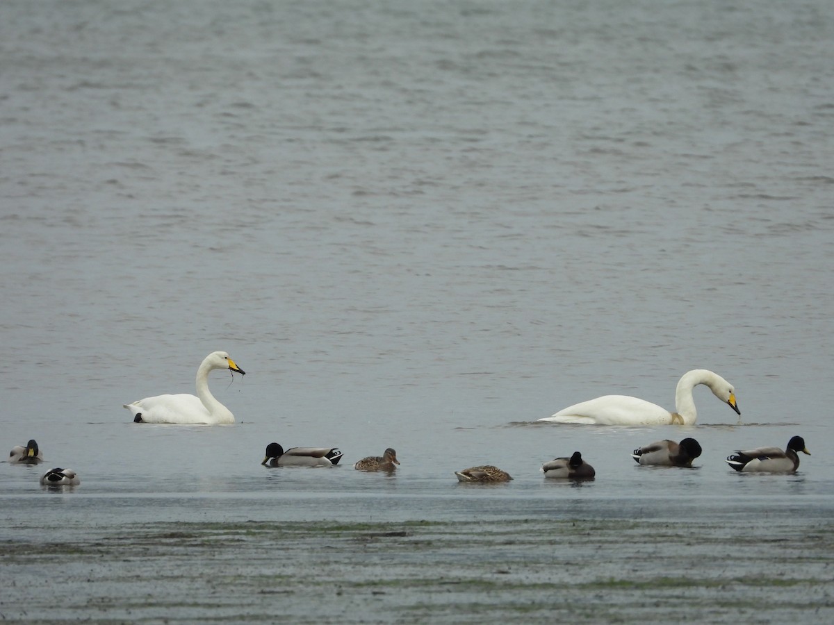 Whooper Swan - ML614145672