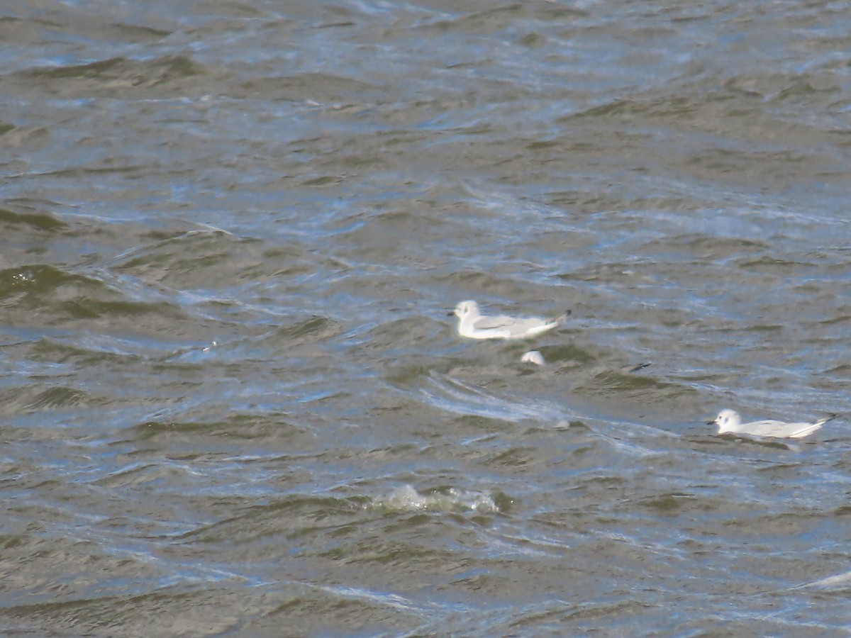 Bonaparte's Gull - ML614145684