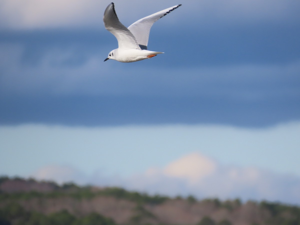 Bonaparte's Gull - ML614145724