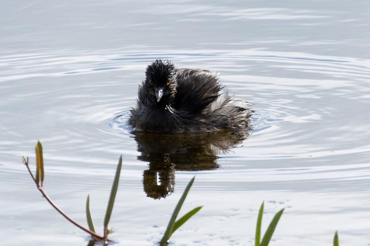 Least Grebe - ML614145725