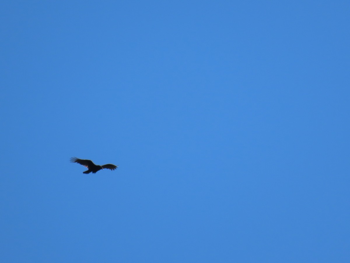 Black Vulture - ML614145753
