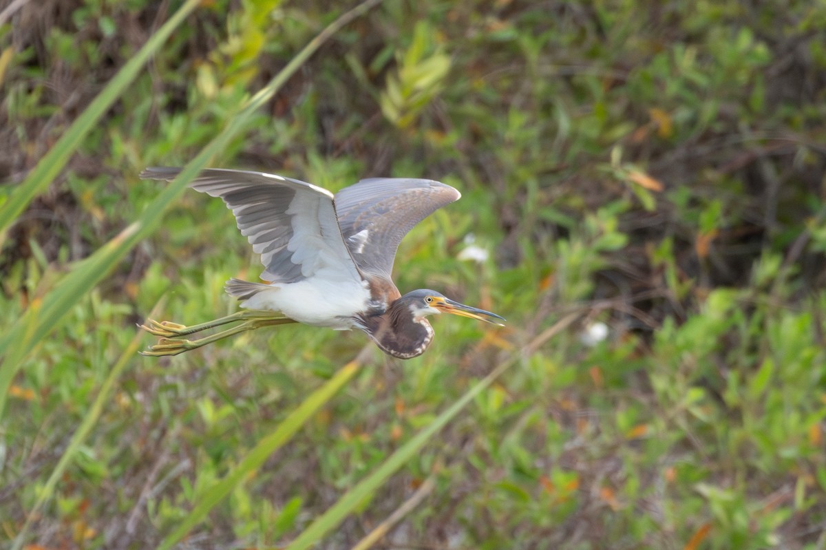 Tricolored Heron - ML614145770