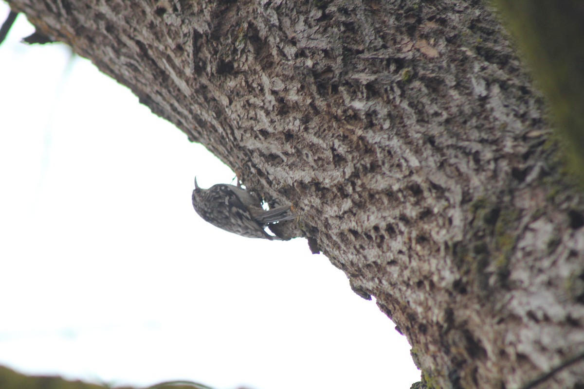 Brown Creeper - ML614145798