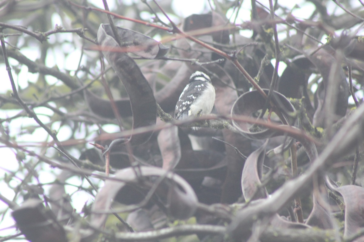 Downy Woodpecker - ML614145806