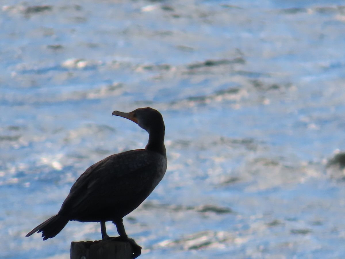 Double-crested Cormorant - ML614145845
