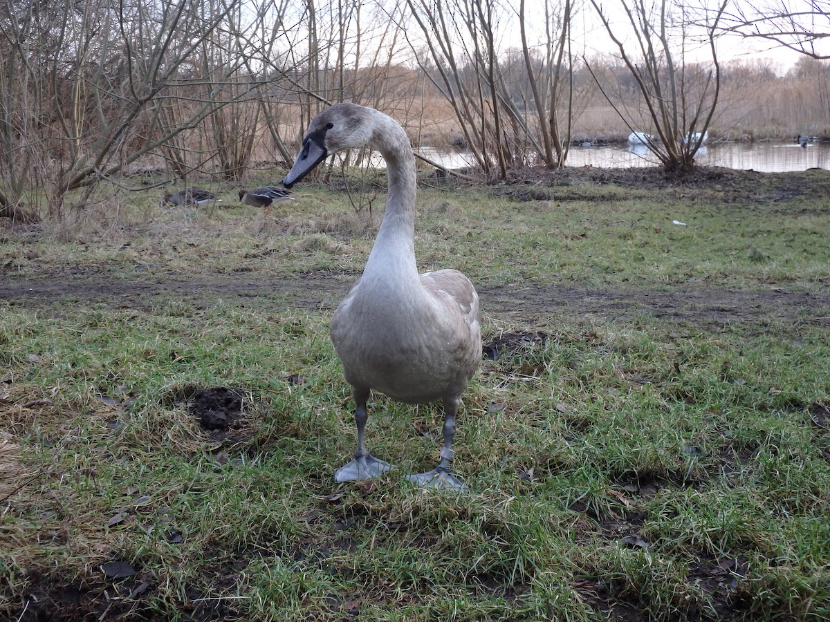 Mute Swan - Michael Højgaard