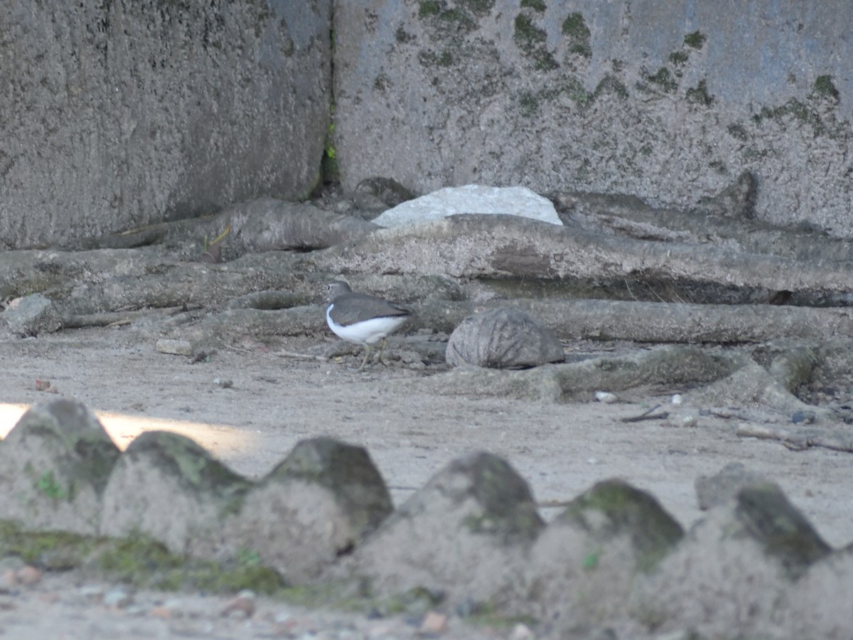 Common Sandpiper - ML614145895