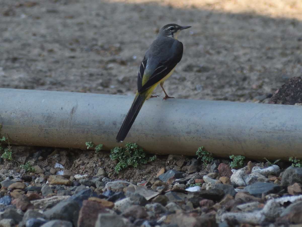 Gray Wagtail - ML614145905