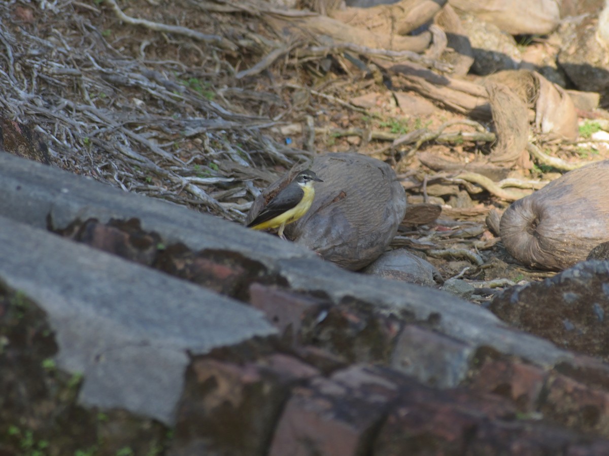 Gray Wagtail - Usha Viswanathan