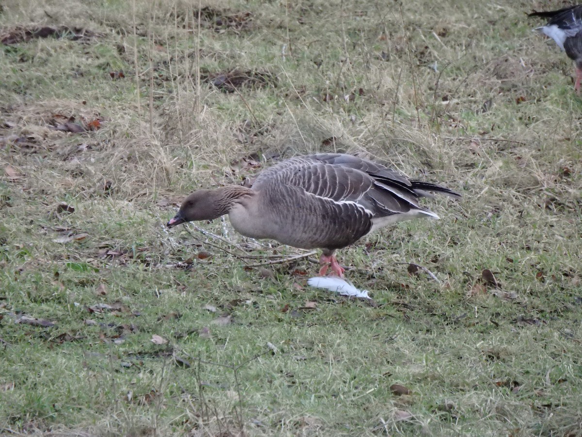 Pink-footed Goose - ML614145917