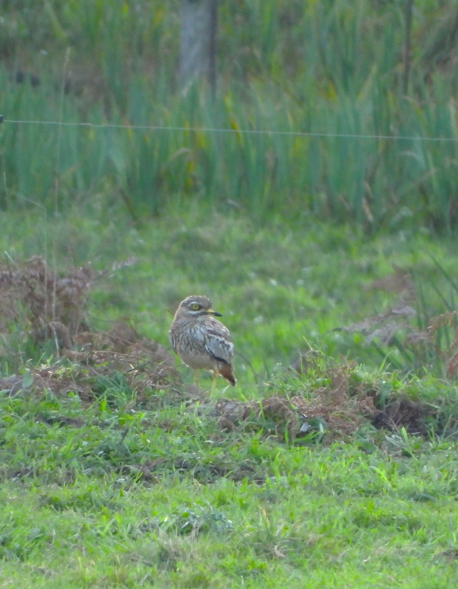 Eurasian Thick-knee - ML614145921