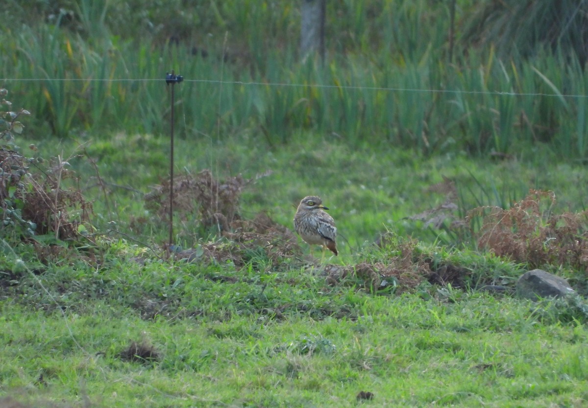 Eurasian Thick-knee - ML614145926